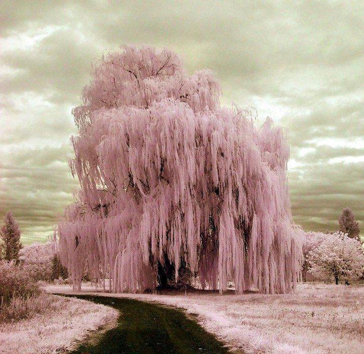 a pink tree is in the middle of a dirt road and some trees are on either side