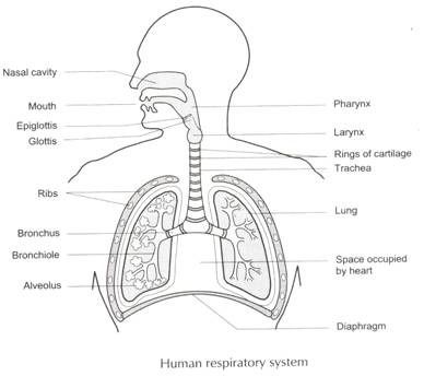 diagram of the human body organs