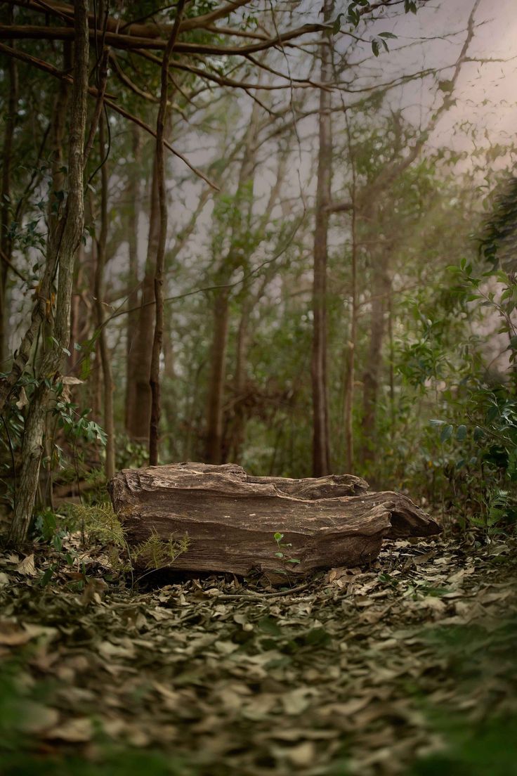 a fallen tree in the middle of a forest