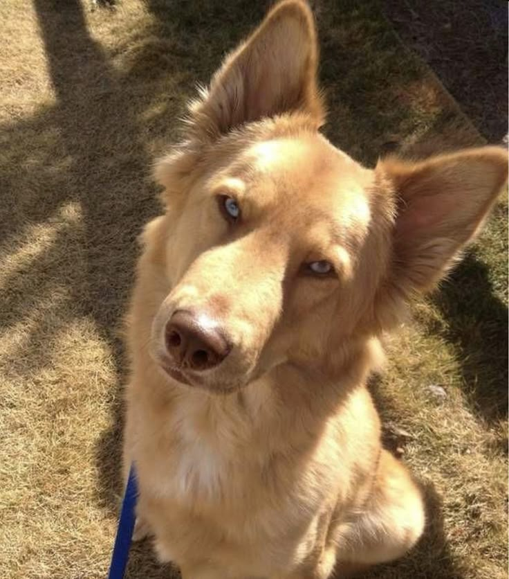 a brown dog sitting on top of a grass covered field next to a blue leash