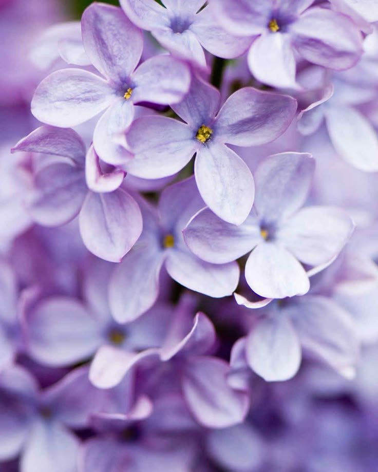 purple flowers are blooming all over the place