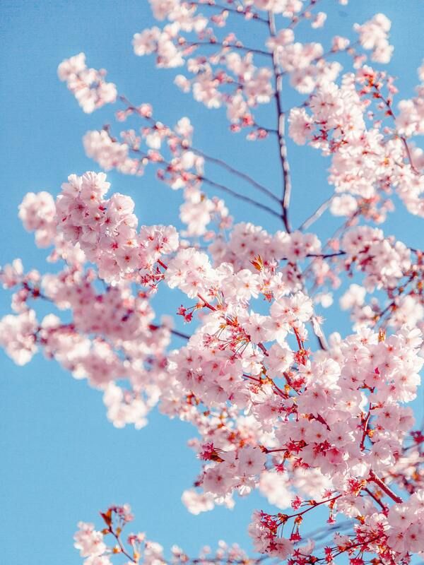 As Cerejeiras do Japão | Cherry blossom wallpaper, Nature photography,  Sakura tree