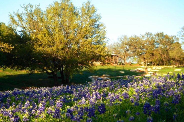 a field full of purple flowers and trees