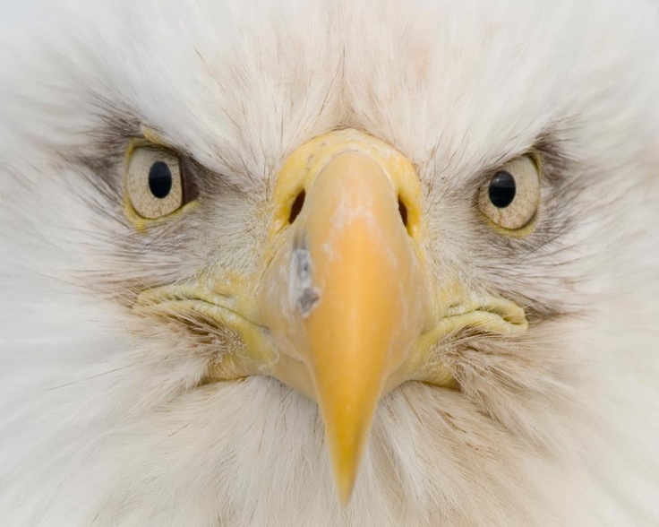 an eagle's head is shown in close up