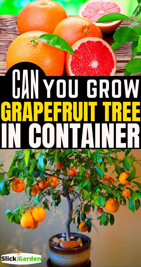 grapefruit tree in container with text can you grow grapefruit trees in containers?