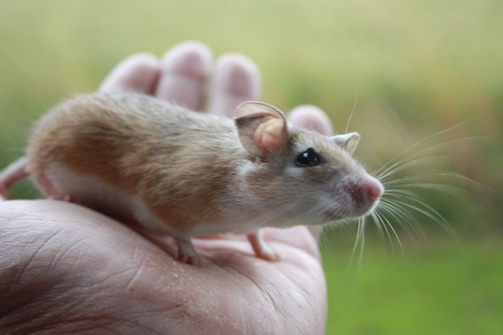 a small rodent sitting on top of someone's hand