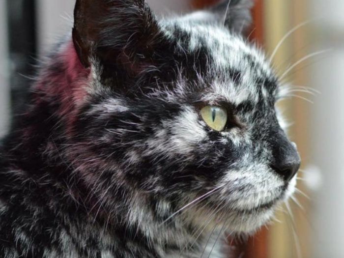 a black and white cat with yellow eyes looking out the window at something in the distance