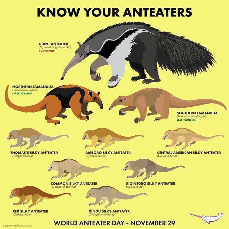 an animal poster with different types of anteaters