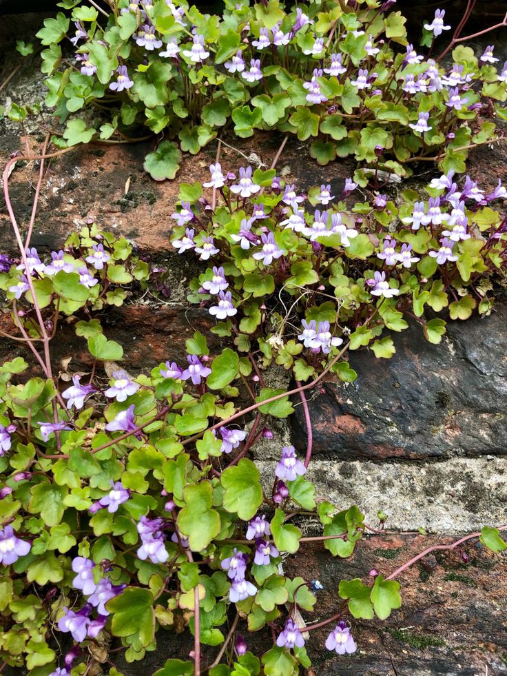 purple and white flowers growing on the side of a stone wall next to green leaves