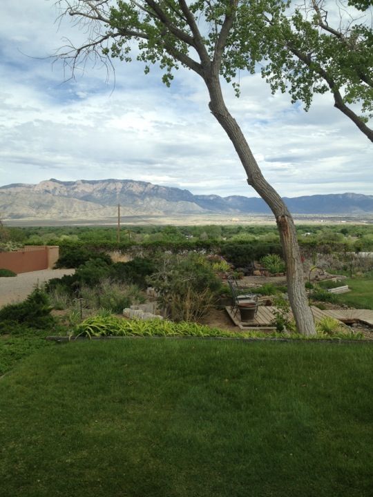 a tree in the middle of a grassy area with mountains in the distance and a bench under it