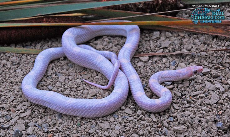 a purple snake is laying on the ground