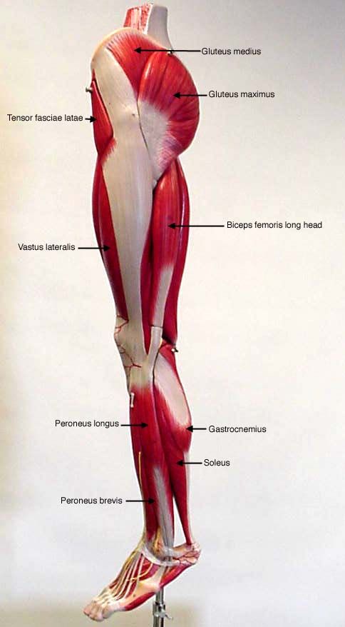 an image of the muscles and their corresponding parts on display in a medical museum exhibit