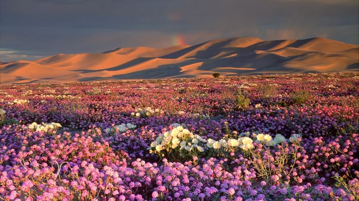 a field full of purple and white flowers under a rainbow colored sky with mountains in the background