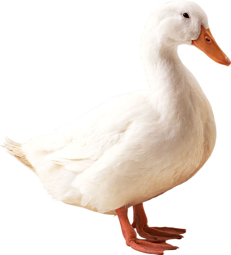 a white duck is standing on one leg and looking at the camera with its head turned to the side