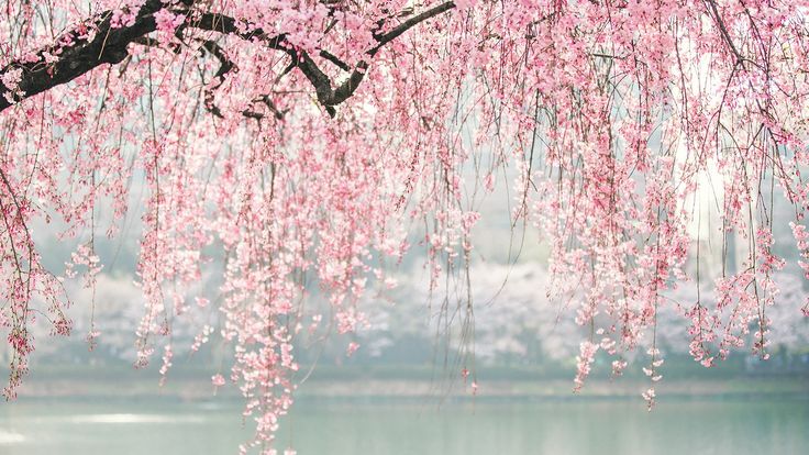 a tree with pink flowers in front of water