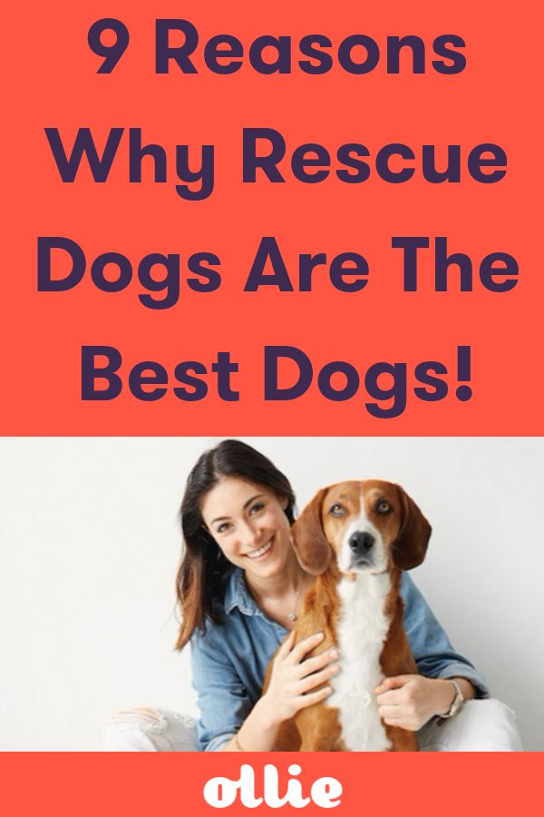 a woman holding a dog with the title 9 reasons why rescue dogs are the best dogs