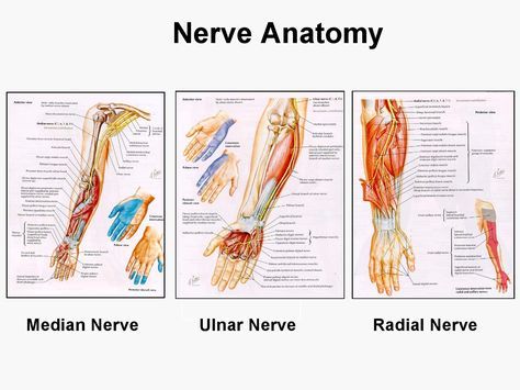 Nerves of the arm Upper Extremity Anatomy, Axillary Artery, Anatomy Arm, Teres Major, Upper Limb Anatomy, Axillary Nerve, Nerve Injury, Carpal Tunnel Surgery, Human Skeleton Model