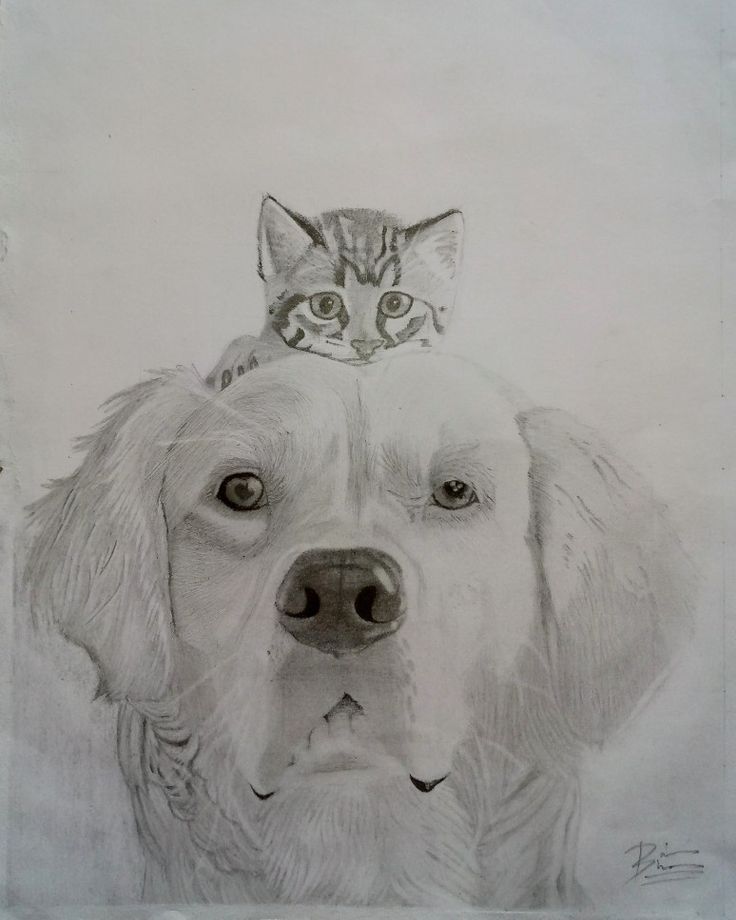 a drawing of a cat sitting on top of a dog's head