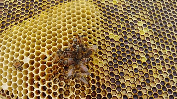 the bees are sitting on the honeycombs