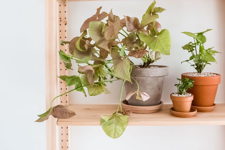 three potted plants are sitting on a shelf