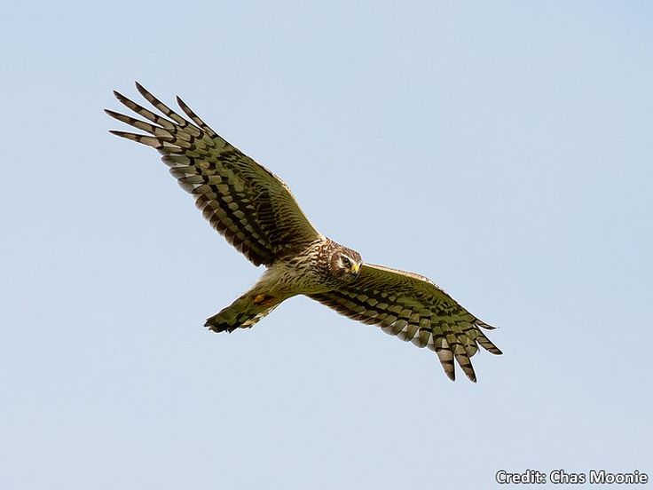 an owl flying through the air with its wings spread