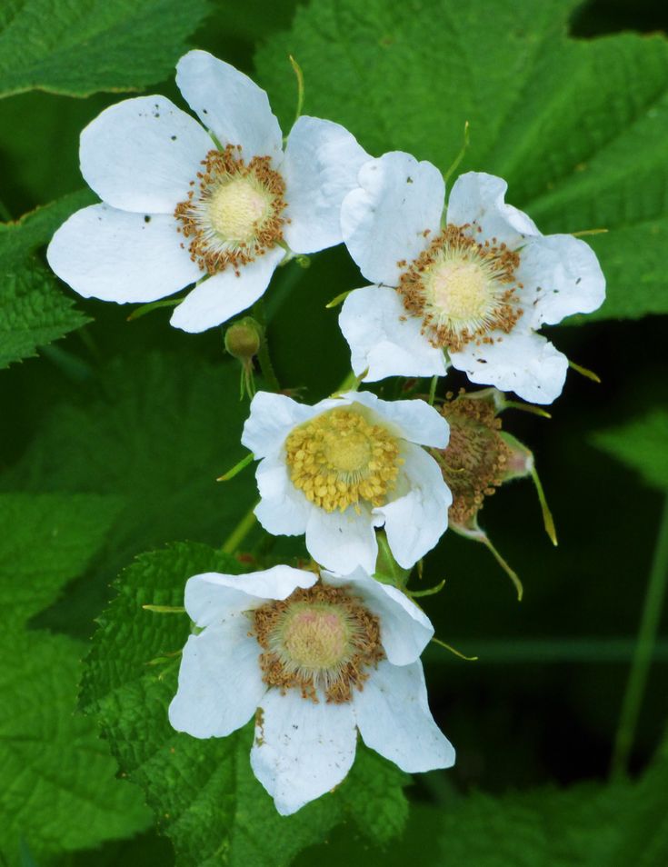 three white flowers with yellow center surrounded by green leaves