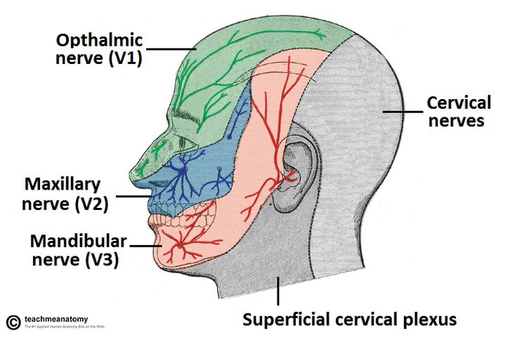 삼차신경 분포 Trigeminal Nerve Branches, Olfactory Nerve, Maxillary Nerve, Constructive Anatomy, Glossopharyngeal Nerve, Trigeminal Nerve, Facial Nerve, Optic Nerve, Cranial Nerves