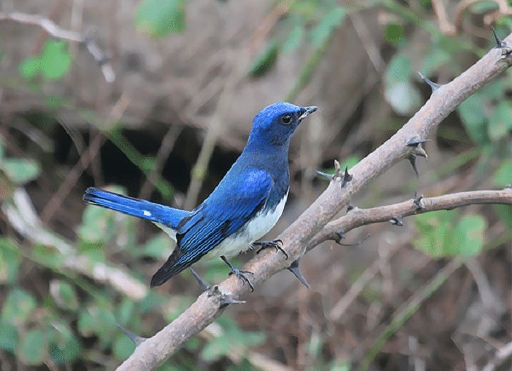 a blue bird sitting on top of a tree branch