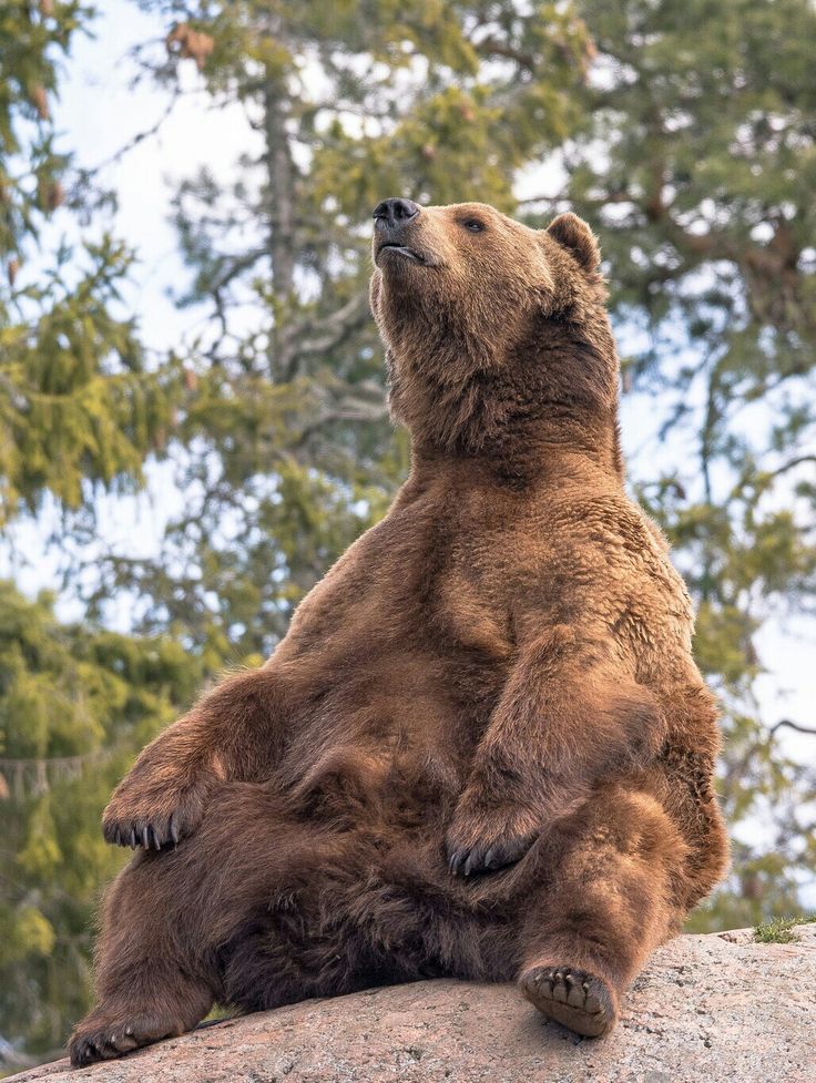 a large brown bear sitting on top of a rock next to some trees and looking up at the sky