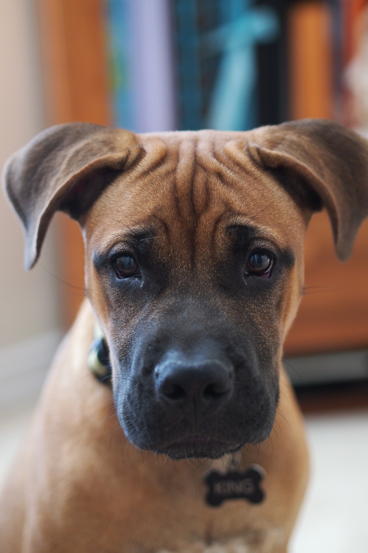 a brown dog is looking at the camera