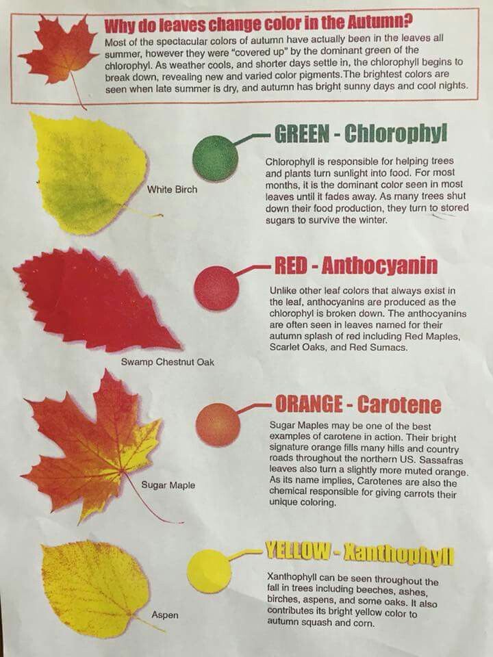 Fall leaf color chart