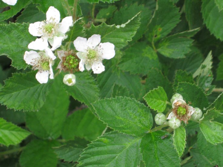 some white flowers and green leaves on a tree