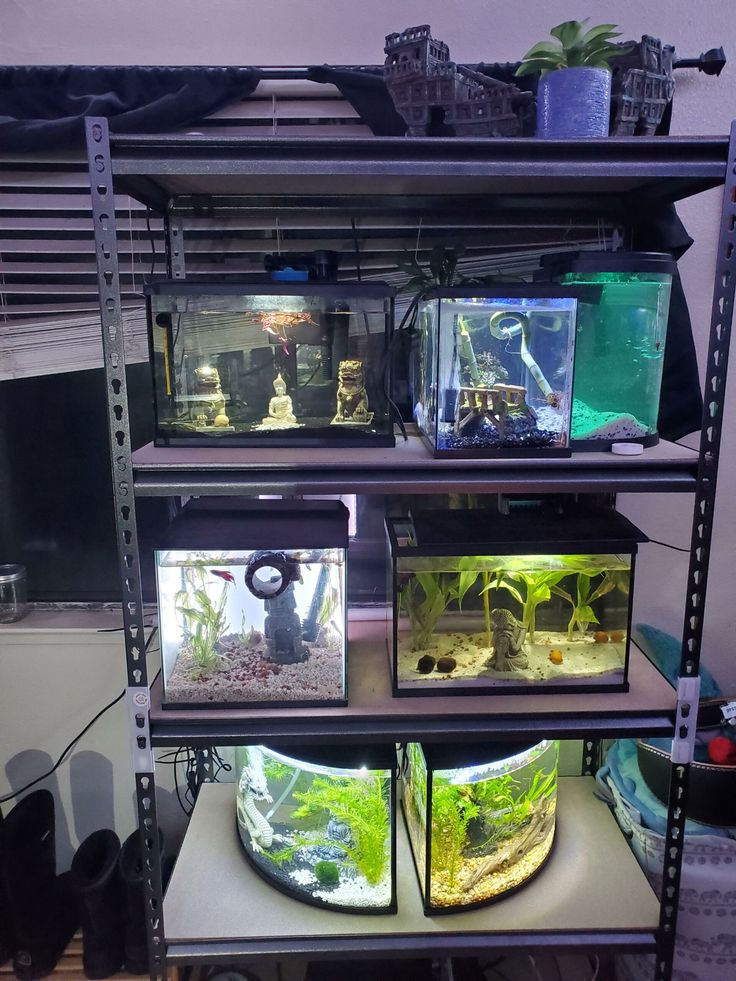 a shelf filled with lots of different types of plants and fish in an aquarium tank