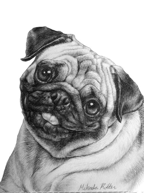 a black and white drawing of a pug dog with a hat on its head