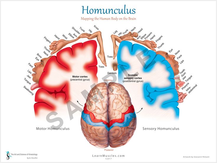 the human brain and its functions