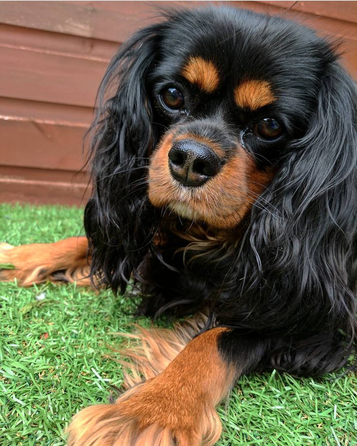 a black and brown dog laying on top of green grass