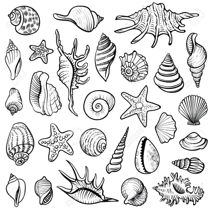 hand drawn sea shells and starfish on white background royalty free stock photo, pictures to color