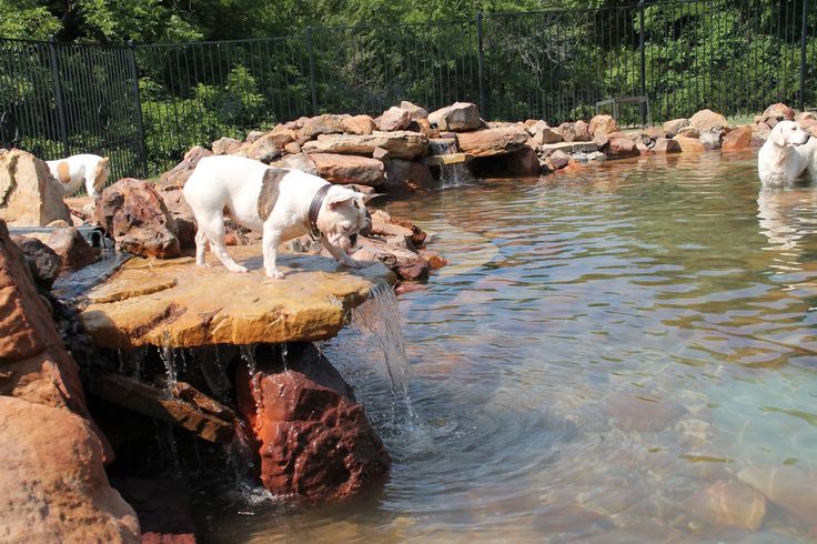 two white dogs standing on top of a rock formation next to a pond filled with water