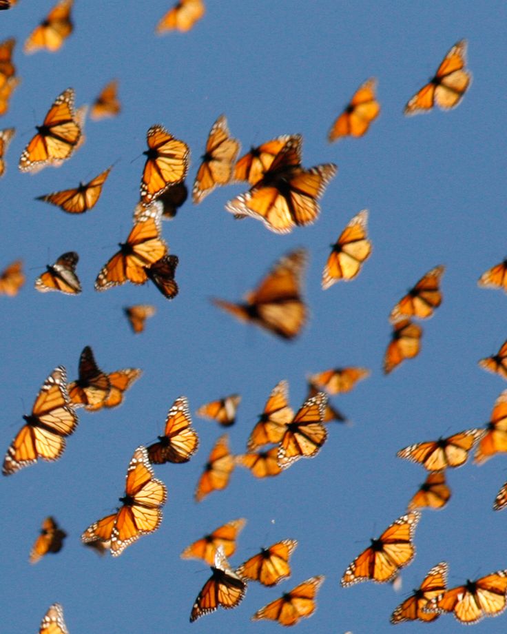 a bunch of butterflies flying in the air