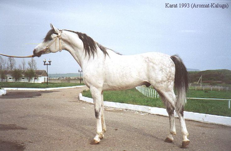 a white and black horse standing on top of a road next to a lush green field