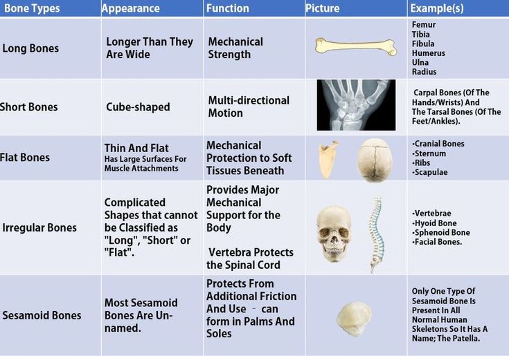 One Bone Size Chart