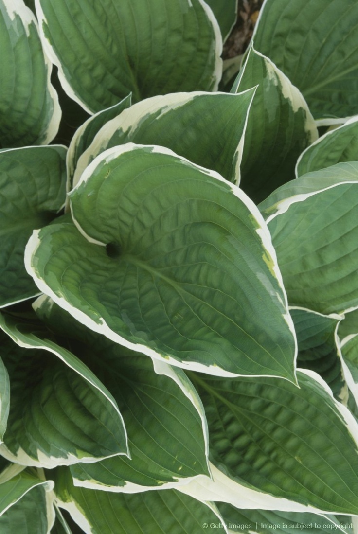 green leaves with white stripes on them