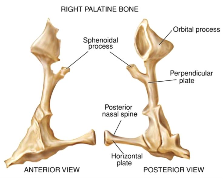 the bones of the lower limbs are labeled