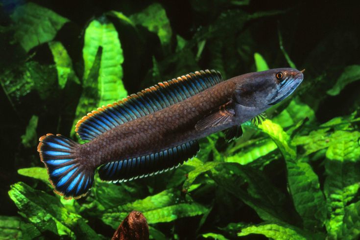 a blue and yellow fish in an aquarium with green plants around it's edges