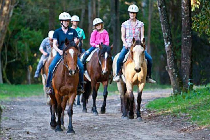 several people riding horses on a dirt road in the woods with trees and grass behind them