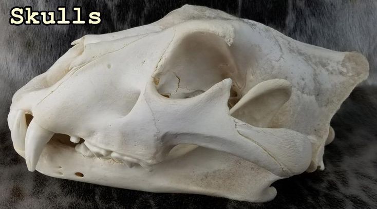 an animal skull is shown with the words skulls on it