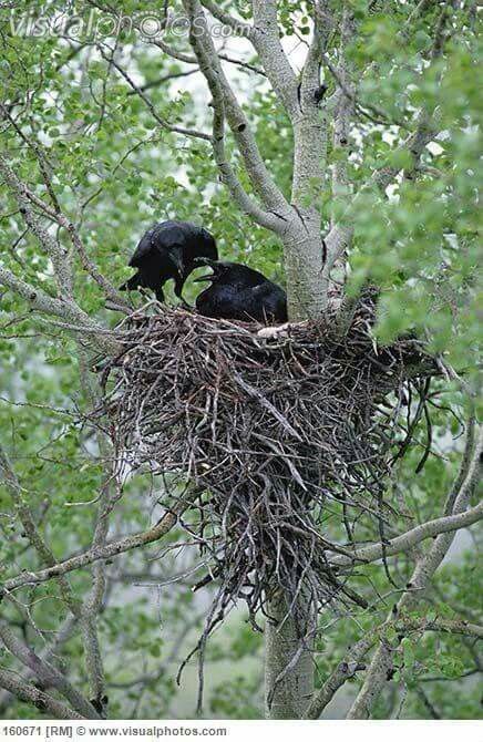 two black birds sitting on top of a nest in a tree