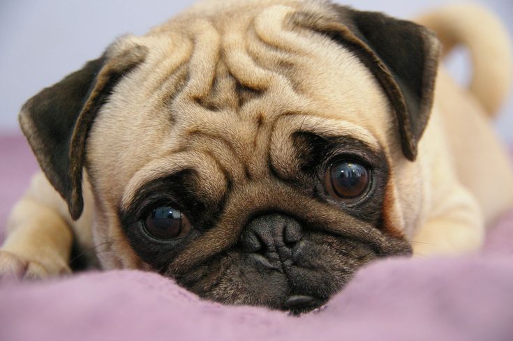 a small pug dog laying on top of a pink bedding with its eyes wide open