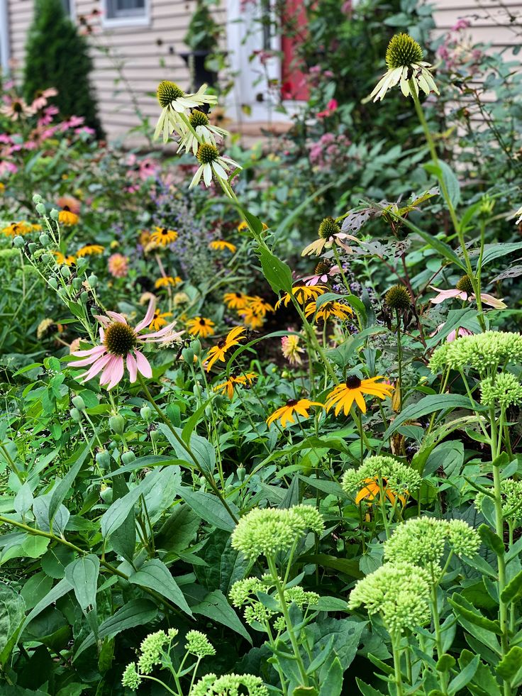 a garden filled with lots of green and yellow flowers