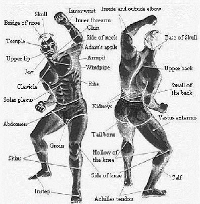 an old diagram shows the muscles and their functions in bodybuilding, as well as how they